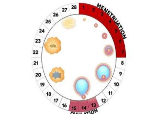 Cách tính ngày rụng trứng để thụ thai hoặc tránh thai thành công Cách tính ngày rụng trứng theo chu kỳ kinh nguyệt