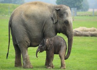 Nằm mơ thấy con voi điềm lành hay điềm giữ