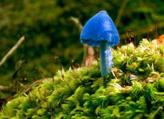 Mơ thấy nấm đánh con số thần tài nào - Giải mã giấc mơ thấy nấm