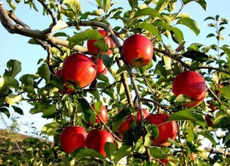 Mơ thấy quả táo là điềm báo lành hay dữ?