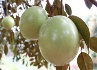 Mơ thấy quả vú sữa