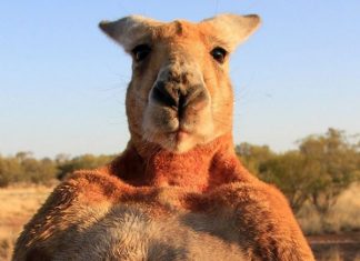 Mơ thấy chuột túi là điềm gì, thử vận may với con số nào?