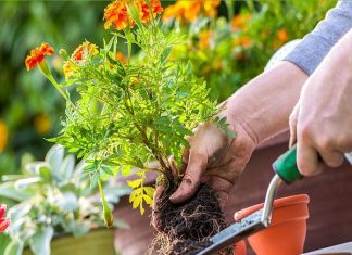 mơ thấy trồng cây