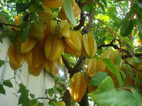 Mơ thấy cây khế