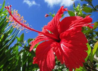 Mơ thấy hoa dâm bụt có ý nghĩa gì? Ghi ngay cặp lô nào? Mơ thấy hoa dâm bụt có ý nghĩa gì? Ghi ngay cặp lô nào?