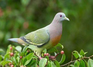 Nằm mơ thấy chim bồ câu đánh con gì dễ trúng, có điềm báo gì