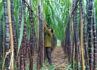 mo-thay-cay-mia-danh-de-cay-gi-mo-thay-mia-la-tot-hay-xau