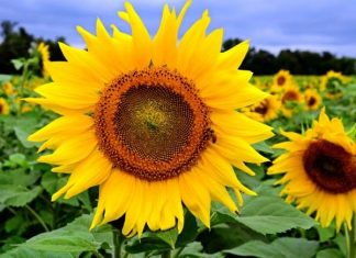 Giải mã giấc mơ thấy hoa hướng dương điềm lành hay dữ?