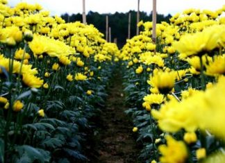 Mơ thấy hoa màu vàng điềm báo điều gì?