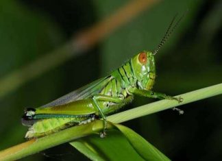 ngu mo thay chau chau