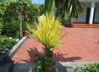 nằm mơ thấy hoa cau