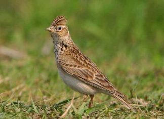 Nằm mơ thấy chim có ý nghĩa gì trong cuộc sống