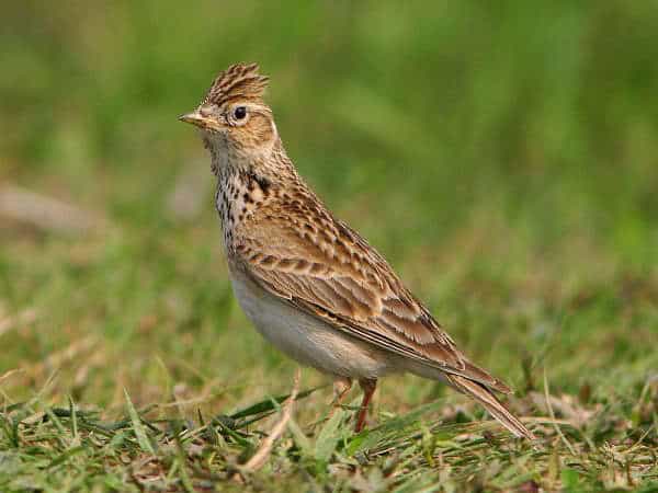 Nằm mơ thấy chim có ý nghĩa gì trong cuộc sống