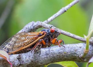 Mơ thấy con ve sầu lựa chọn cặp số nào xác suất ăn cao nhất?