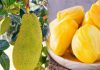 Nằm mơ thấy quả mít là điềm hên hay xui ? Đánh đề con gì ? mo thay qua mit