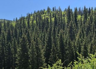 Phân tích ý nghĩa giấc mơ thấy rừng cây đánh con gì chính xác? Mơ thấy rừng cây điềm báo lành hay dữ?