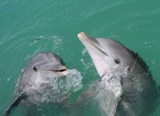 Nằm mơ thấy cá heo đánh con gì ăn chắc, có ý nghĩa gì