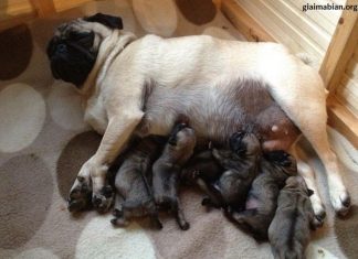 Nằm mơ thấy chó đẻ có điềm báo gì, đánh con gì ăn chắc