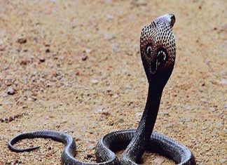 Đi đường gặp rắn điềm báo gì? Lành hay dữ cần làm gì để tránh gặp họa