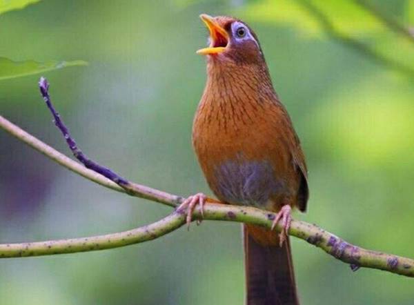 Giải mã điềm báo giấc mơ thấy chim sơn ca  mang đến là gì