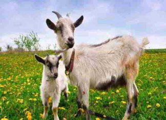 Nằm mơ thấy dê đánh con gì – Chiêm bao thấy dê là điềm báo gì Nằm mơ thấy dê đánh con gì - Chiêm bao thấy dê là điềm báo gì