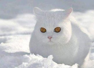 Mơ thấy mèo trắng có ý nghĩa gì? Mèo trắng là số mấy?