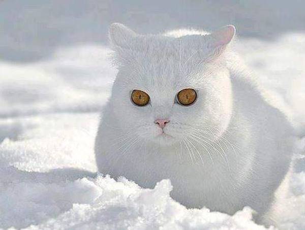 Mơ thấy mèo trắng có ý nghĩa gì? Mèo trắng là số mấy?