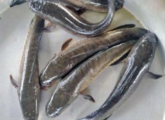 Mơ thấy nhiều cá mang ý nghĩa gì? Đánh loto số mấy? nam mo thay nhieu ca