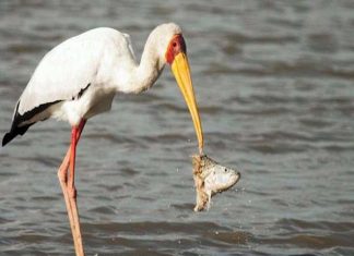 Nằm mơ thấy con cò đánh con gì – Điềm báo tốt hay xấu Nằm mơ thấy con cò đánh con gì - Điềm báo tốt hay xấu