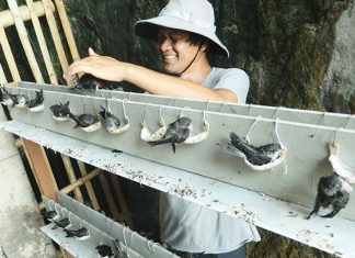 Giải mã giấc mơ – Mơ thấy chim yến đánh con gì? Giải mã giấc mơ - Mơ thấy chim yến đánh con gì?