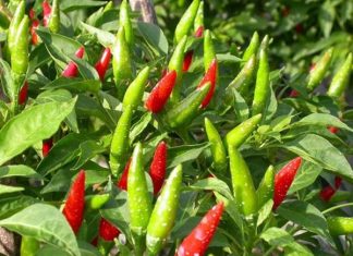 Ý nghĩa tốt xấu từ giấc mơ thấy quả ớt mang đến