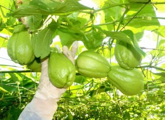 Giải mã giấc mơ – Mơ thấy quả su su đánh con gì Giải mã giấc mơ - Mơ thấy quả su su đánh con gì