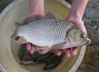 Giải mã giấc mơ thấy cá chép báo hiệu điềm gì sắp tới?