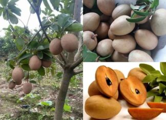 Giải mã giấc mơ - Mơ thấy quả hồng xiêm đánh con gì