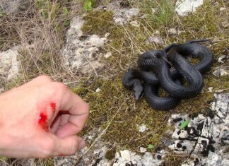 Giải mã giấc mơ thấy bị rắn cắn báo hiệu gì?