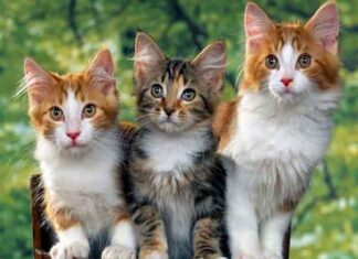 Nằm mơ thấy 3 con mèo đánh số mấy - Điềm báo và ý nghĩa giấc mơ