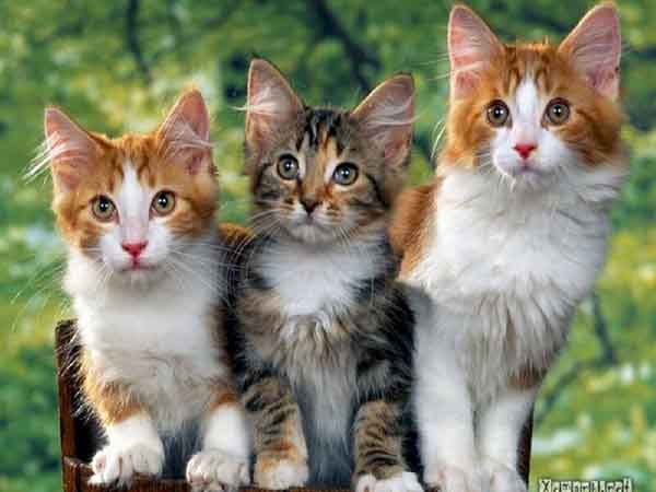 Nằm mơ thấy 3 con mèo đánh số mấy - Điềm báo và ý nghĩa giấc mơ