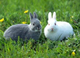 Con thỏ số mấy? Mơ thấy thỏ có phải điềm báo may mắn?