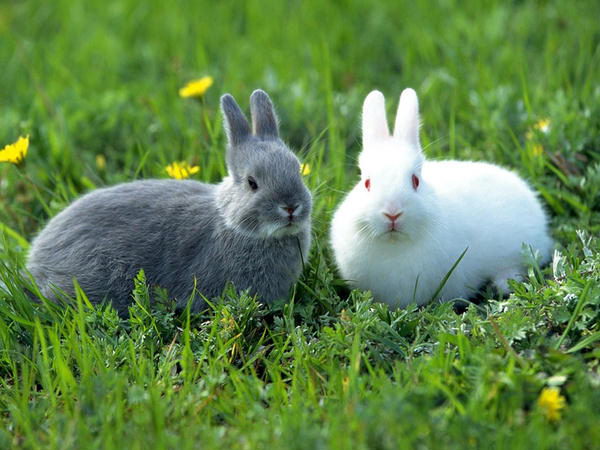 Con thỏ số mấy? Mơ thấy thỏ có phải điềm báo may mắn?