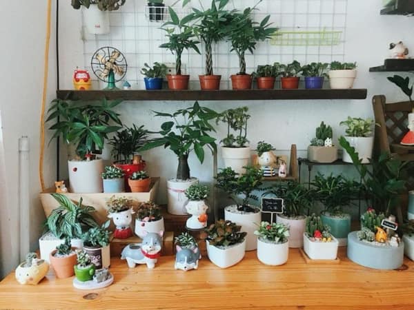 Kinh doanh cây cảnh