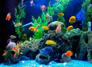 Kinh doanh cá cảnh những thông tin cần biết