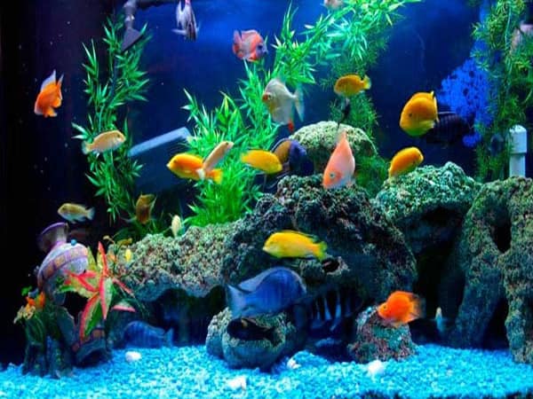 Kinh doanh cá cảnh những thông tin cần biết