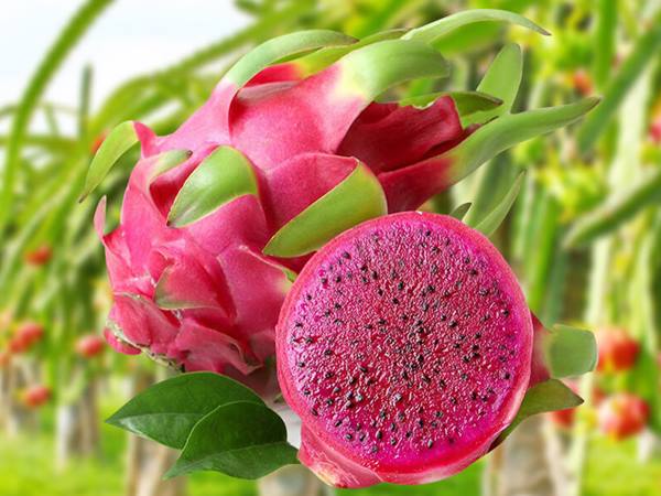 Mơ thấy thanh long đánh con gì đánh số mấy? 1 Mơ thấy thanh long đánh con gì đánh số mấy? 1