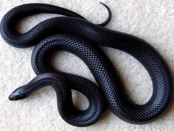 Nằm mơ thấy rắn đen Nằm mơ thấy rắn đen