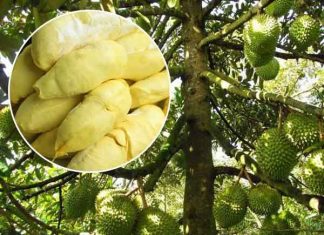 Quả sầu riêng số mấy - Nằm mơ thấy quả sầu riêng đánh loto con gì