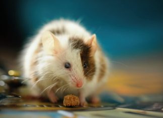 Nhìn thấy chuột vào nhà dự báo điềm gì, chọn liền số mấy?