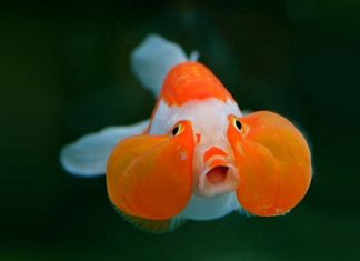 Nằm bắt gặp thấy cá vàng đánh con gì ăn chắc