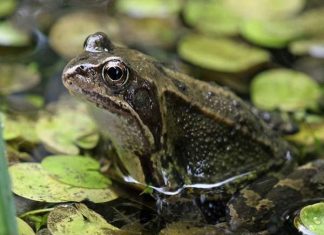 Đi đường gặp ếch là điềm gì? Có phải điềm báo tài lộc thăng hoa? Đi đường gặp ếch là điềm gì? Có phải điềm báo tài lộc thăng hoa?