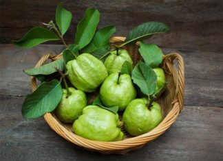 Đi đường nhìn thấy cây ổi có con gì may mắn báo hiệu điều gì