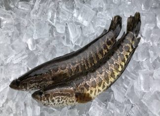 Nhìn thấy cá lóc đánh con gì? Giải mã bí ẩn trong các giấc mơ